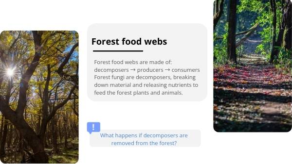 The Role of the Long-nosed Potoroo in Ecosystems Education Presentation — slide 10