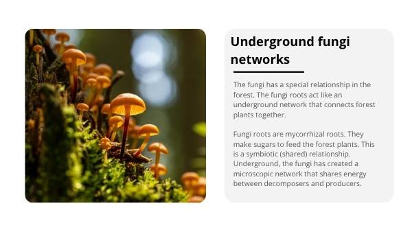The Role of the Long-nosed Potoroo in Ecosystems Education Presentation — slide 11
