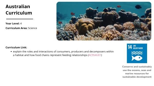 Algal Blooms and Food Chains Education Presentation — slide 2