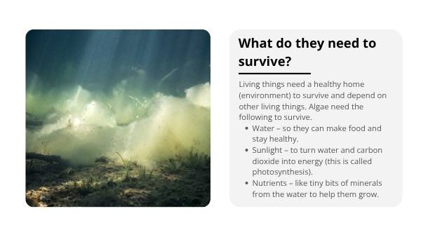 Algal Blooms and Food Chains Education Presentation — slide 5