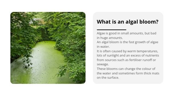 Algal Blooms and Food Chains Education Presentation — slide 6