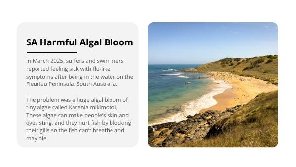 Algal Blooms and Food Chains Education Presentation — slide 7