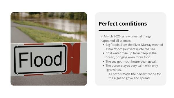 Algal Blooms and Food Chains Education Presentation — slide 8