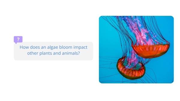 Algal Blooms and Food Chains Education Presentation — slide 9