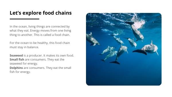 Algal Blooms and Food Chains Education Presentation — slide 10