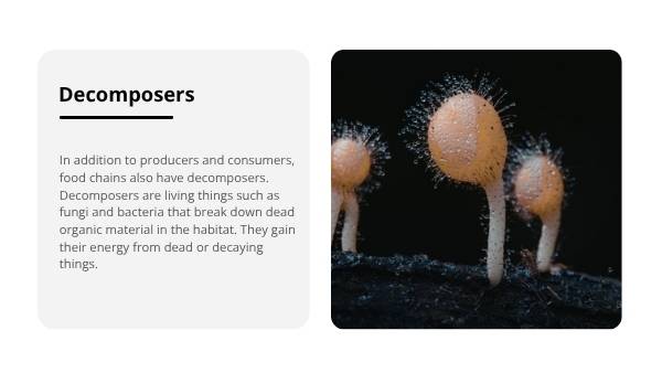 Algal Blooms and Food Chains Education Presentation — slide 11