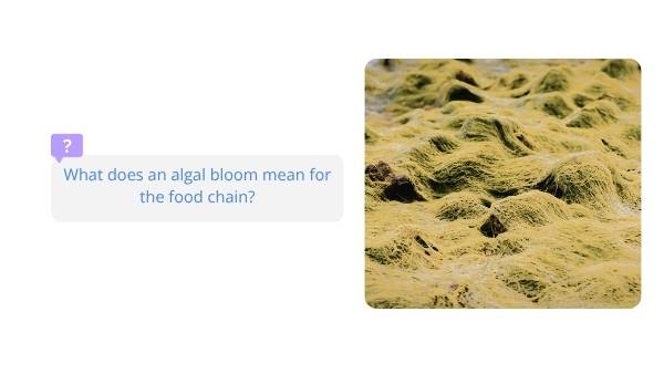 Algal Blooms and Food Chains Education Presentation — slide 12