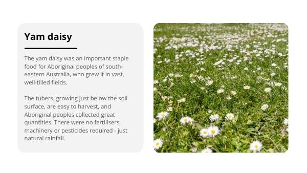 Sustainable Australian Food Systems Education Presentation — slide 9