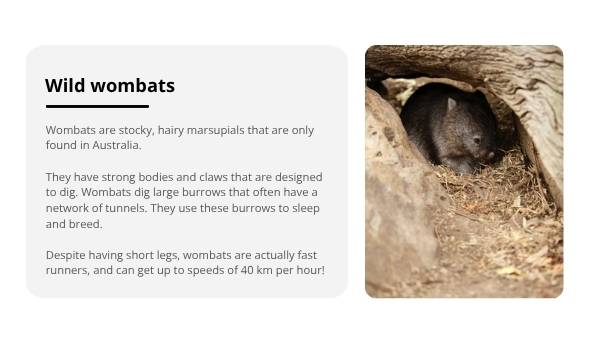 Rescuing Wombats with Scientific Knowledge Education Presentation — slide 4