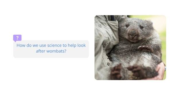 Rescuing Wombats with Scientific Knowledge Education Presentation — slide 8