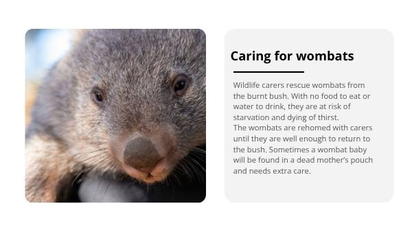 Rescuing Wombats with Scientific Knowledge Education Presentation — slide 9