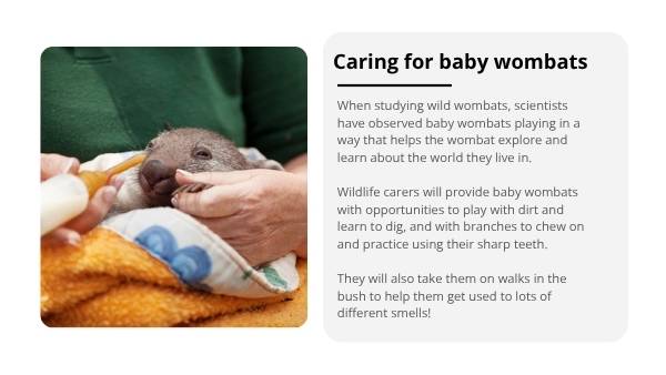 Rescuing Wombats with Scientific Knowledge Education Presentation — slide 12