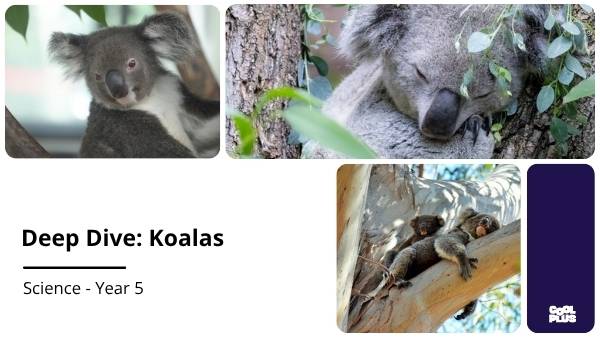 Deep Dive: Koalas Education Presentation — slide 1