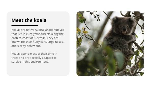 Deep Dive: Koalas Education Presentation — slide 4