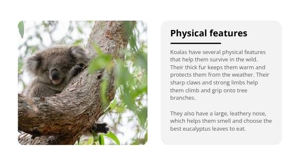 Deep Dive: Koalas Education Presentation — slide 5