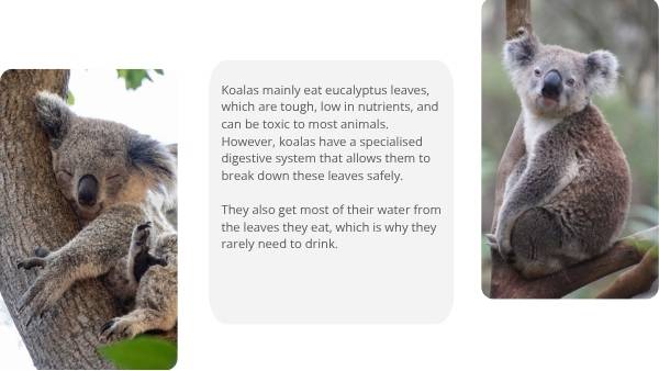 Deep Dive: Koalas Education Presentation — slide 6