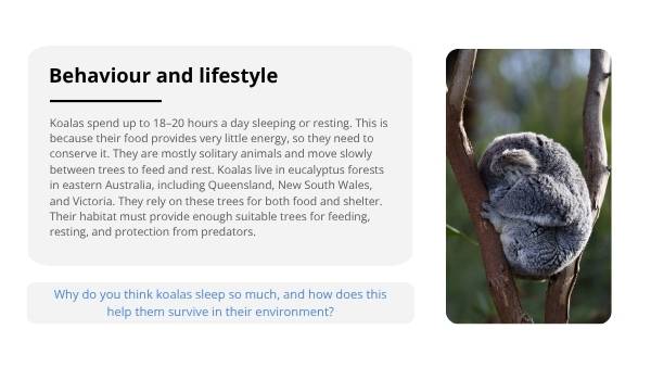 Deep Dive: Koalas Education Presentation — slide 7