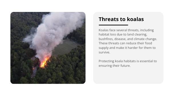 Deep Dive: Koalas Education Presentation — slide 8