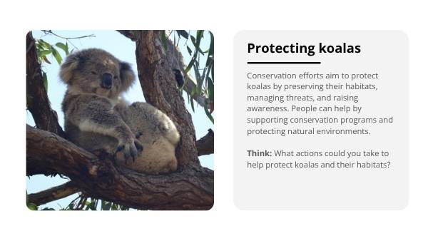 Deep Dive: Koalas Education Presentation — slide 9