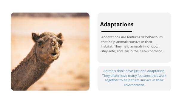 Exploring Animal Adaptations Education Presentations — slide 4
