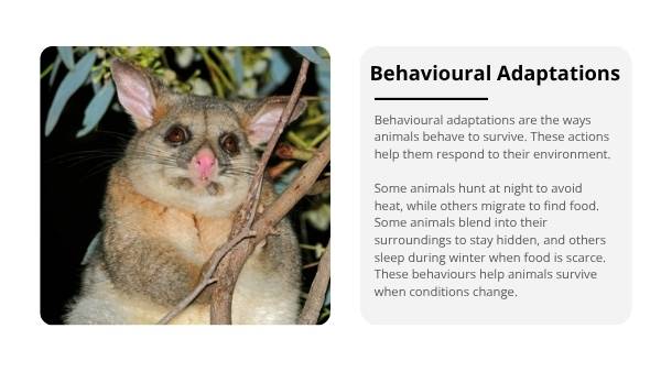 Exploring Animal Adaptations Education Presentations — slide 6