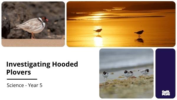 Investigating Hooded Plovers Education Presentation — slide 1