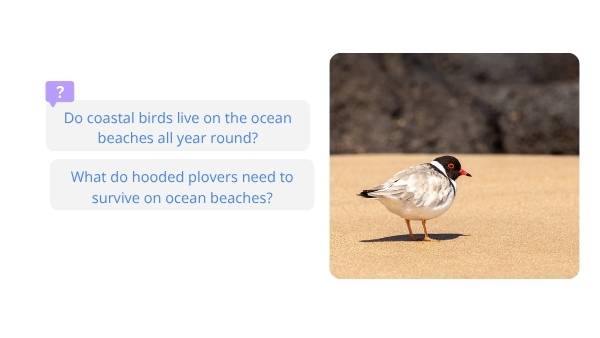 Investigating Hooded Plovers Education Presentation — slide 4