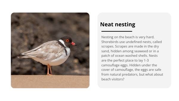 Investigating Hooded Plovers Education Presentation — slide 6