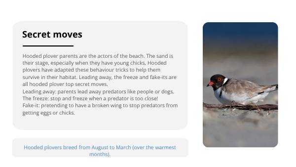 Investigating Hooded Plovers Education Presentation — slide 7