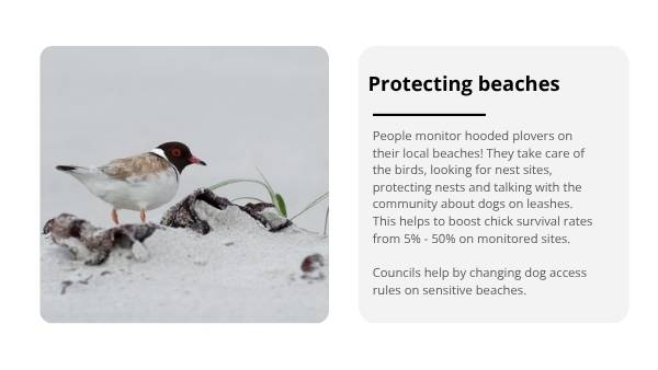 Investigating Hooded Plovers Education Presentation — slide 8