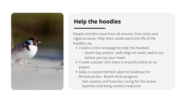 Investigating Hooded Plovers Education Presentation — slide 9