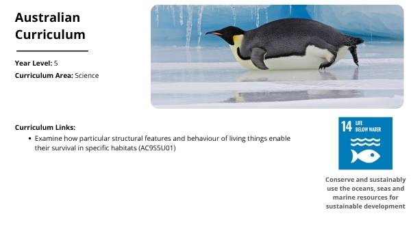 Penguin Adaptations Education Presentation — slide 2