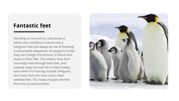 Penguin Adaptations Education Presentation — slide 6