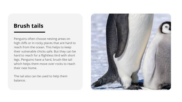 Penguin Adaptations Education Presentation — slide 7