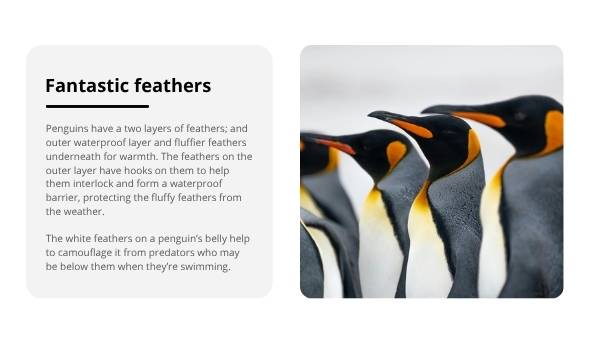Penguin Adaptations Education Presentation — slide 8
