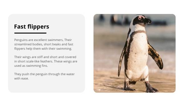 Penguin Adaptations Education Presentation — slide 9