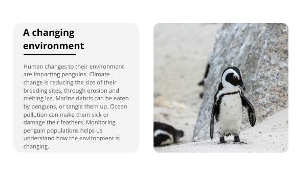 Penguin Adaptations Education Presentation — slide 10