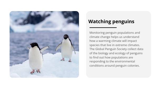 Penguin Adaptations Education Presentation — slide 11
