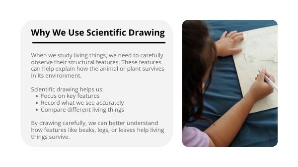 Scientific Drawing Skills Education Presentation — slide 4
