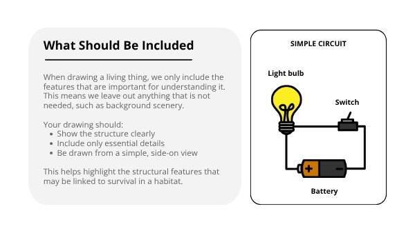 Scientific Drawing Skills Education Presentation — slide 5
