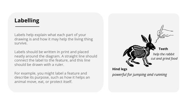 Scientific Drawing Skills Education Presentation — slide 6