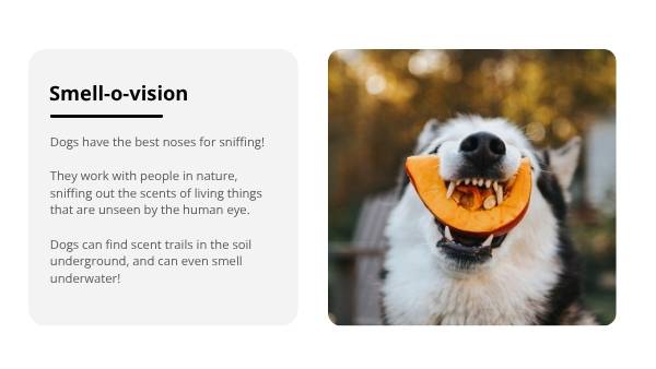 Nature Dog Detectives Education Presentation — slide 4