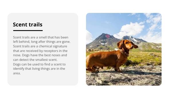 Nature Dog Detectives Education Presentation — slide 5