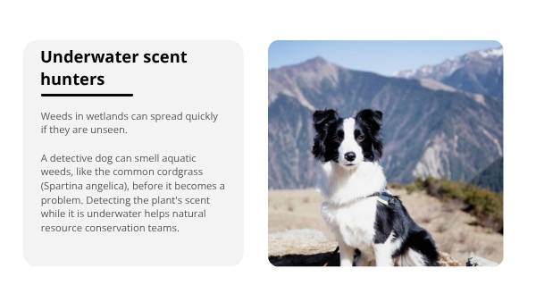 Nature Dog Detectives Education Presentation — slide 6