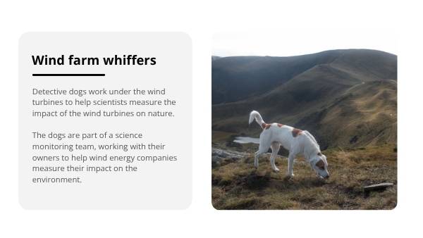Nature Dog Detectives Education Presentation — slide 7