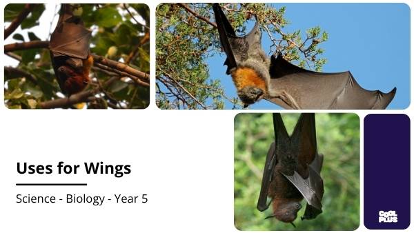 Uses for Wings Education Presentation — slide 1