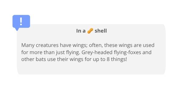 Uses for Wings Education Presentation — slide 3