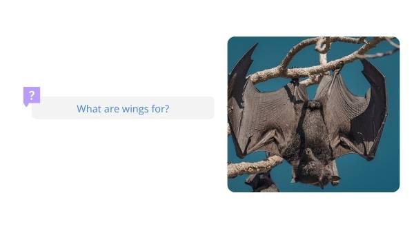 Uses for Wings Education Presentation — slide 4