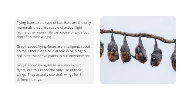 Uses for Wings Education Presentation — slide 6