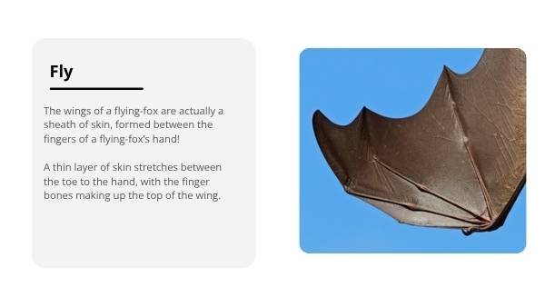 Uses for Wings Education Presentation — slide 7